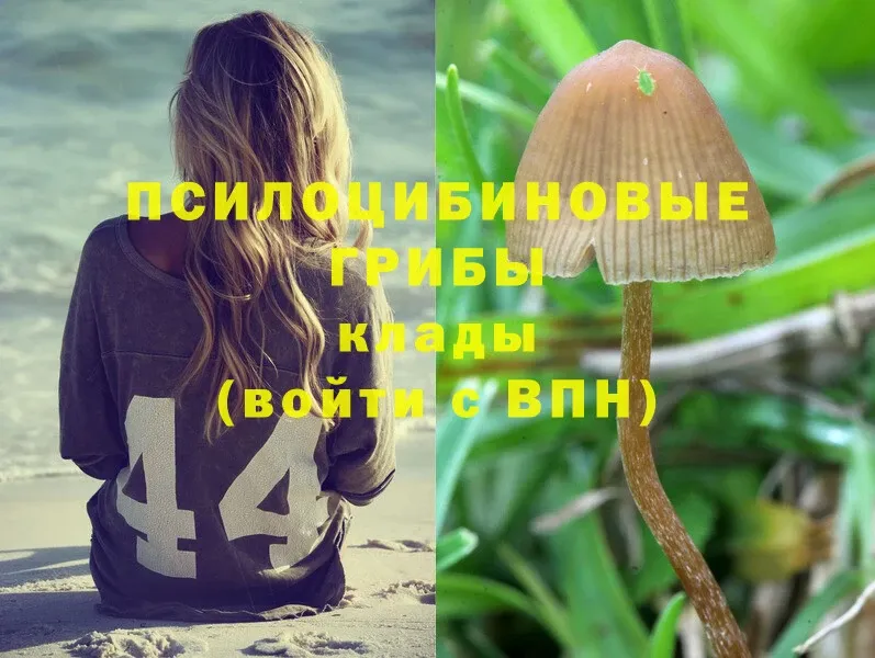 сколько стоит  Тобольск  Псилоцибиновые грибы Psilocybe 